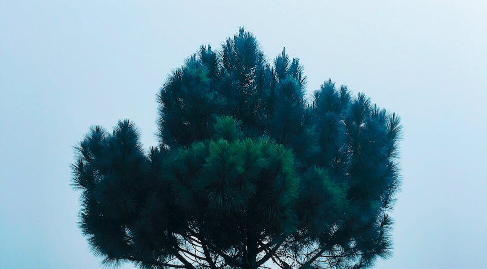 green pine tree at daytime