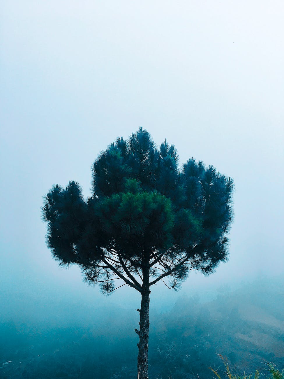 green pine tree at daytime