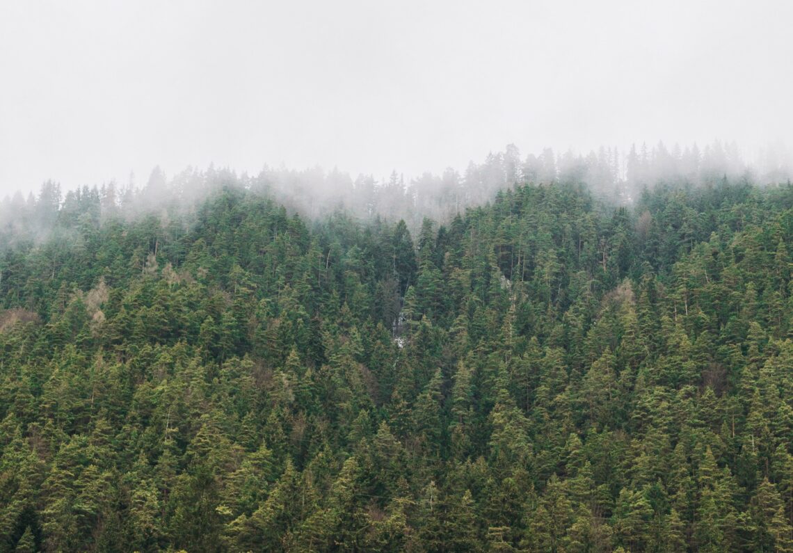 Horizontal Offset Tree Plant a Forest - Fully offset your Carbon Emissions - Carbon Offset Trees